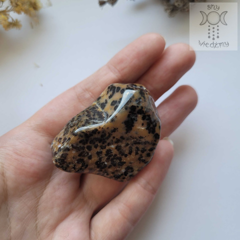 Agat Cheetah geparda polerowana bryłka Agat Cheetah geparda polerowana bryłka
